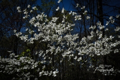 Newfields-Spring-2021-24