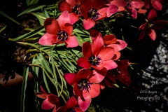 Newfields-Spring-2021-28