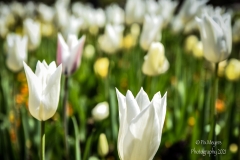 Newfields-Spring-2021-3