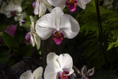 Newfields-Spring-2021-30