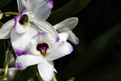 Newfields-Spring-2021-40