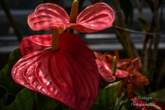 Newfields-Spring-2021-47