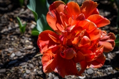 Newfields-Spring-2021-49
