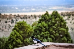 Red-Rocks-31